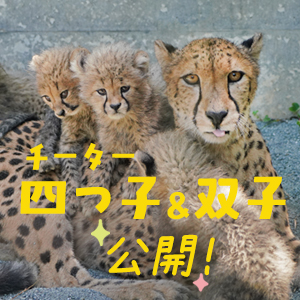 記事「チーターの双子・8月9日（土）から公開！合計6頭の赤ちゃんに会える！！」の画像