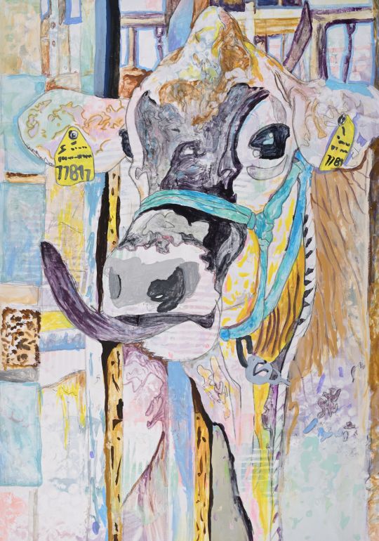 めずらしい牛(ブラウンスイス種)