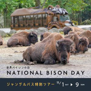 記事「「バイソンの日」ジャングルバス特別ツアー!(11月1日〜9日)」の画像