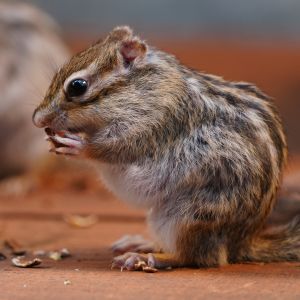 記事「「シマリス・特別イベント」開催!(10月11日~31日)」の画像