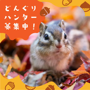 記事「園内に “どんぐりポスト“ を設置!「どんぐりハンター」募集中!」の画像