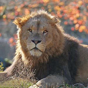 記事「2025年11月 スマホ&PC用「どうぶつ壁紙」プレゼント!」の画像