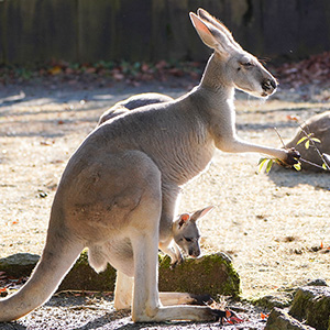 記事「アカカンガルーの赤ちゃん誕生！（公開中）」の画像