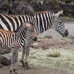 記事「シマウマの赤ちゃん誕生！（公開中）」の画像