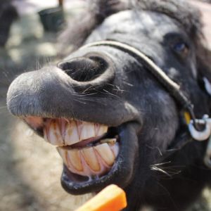 記事「「いい歯の日・特別イベント」開催！（11月8日～11月16日）」の画像