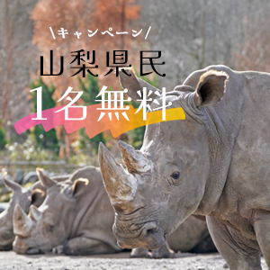 記事「山梨県民・1名無料キャンペーン（11月15日～30日）」の画像