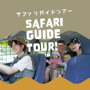 記事「【スタッフの解説付き】サファリガイドツアー開催中！！」の画像