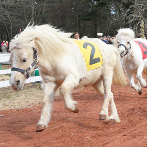 記事「新春！午年サファリダービー開催！（1月1日～12日）」の画像
