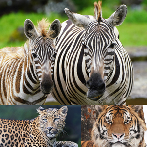 記事「動物カレンダー・2026年版が完成！【無料ダウンロード】」の画像