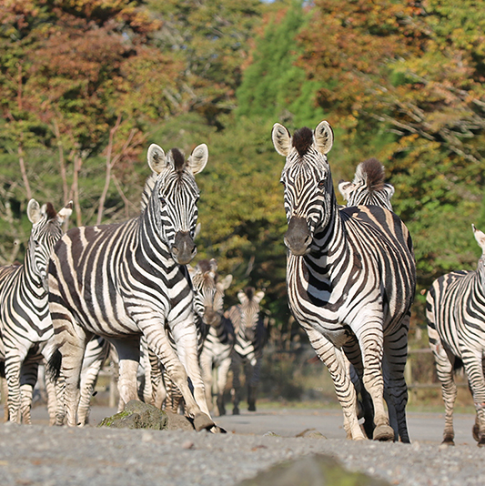 動物 シリーズ　　サファリ・・ほか非売品 ポスター10本セット すごいねサファリどうぶつ園 富士サファリパークオリジナル絵本 | 富士