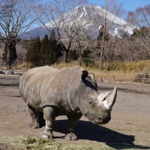 記事「冬休み・年末年始の入園受付時間」の画像