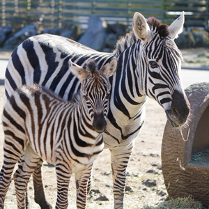 記事「シマウマの赤ちゃん、1月3日に誕生！（公開中）」の画像
