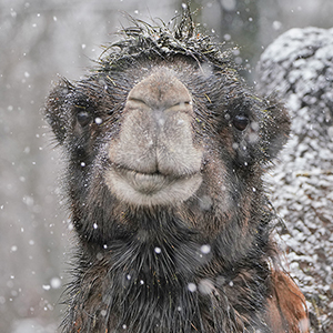 記事「2026年2月 スマホ&PC用「どうぶつ壁紙」プレゼント!」の画像