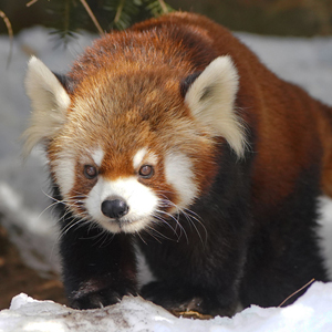 記事「雪景色の中で動物たちは元気いっぱい！」の画像