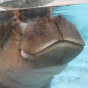 記事「「世界カバの日」イベント開催！（2月14日～20日）」の画像