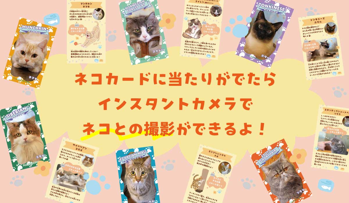 ネコの日イベント」を開催！（2月22日～28日） - 富士サファリパーク