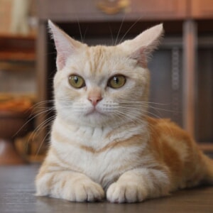 記事「「ネコの日イベント」を開催!(2月22日~28日)」の画像