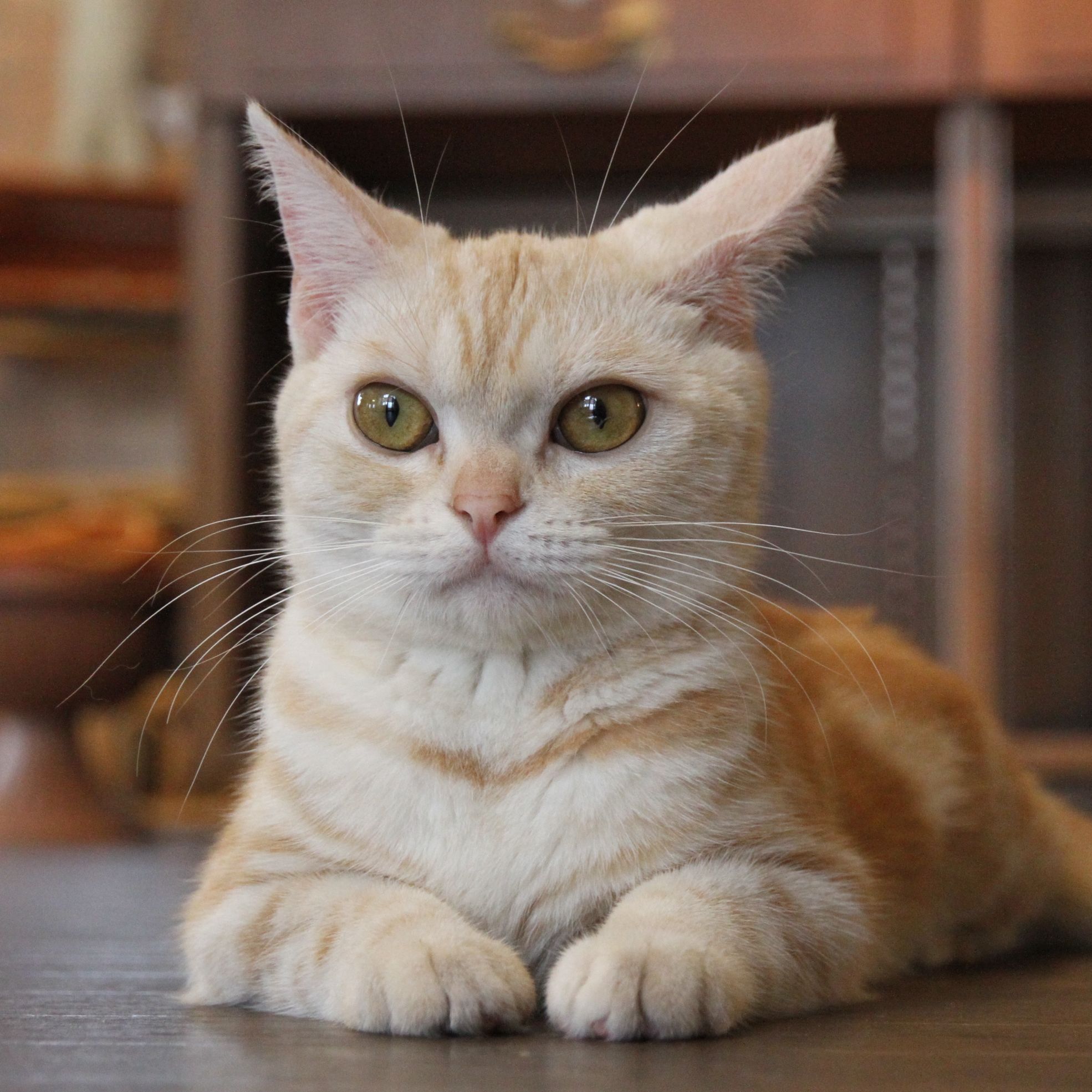 ネコの日イベント」を開催！（2月22日～28日） - 富士サファリパーク