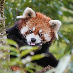 記事「2026年3月 スマホ&PC用「どうぶつ壁紙」プレゼント!」の画像