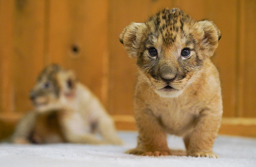 Gallery and Movie メインイメージ