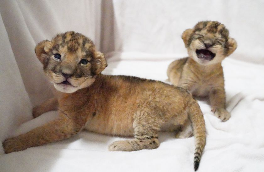 Gallery and Movie メインイメージ