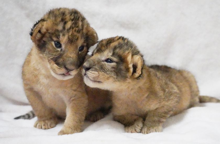 Gallery and Movie メインイメージ