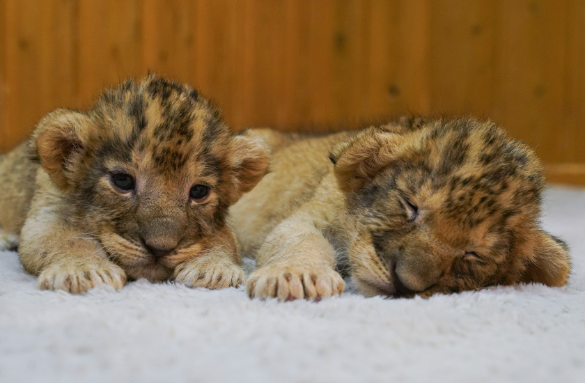 Gallery and Movie メインイメージ