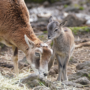 記事「ムフロンの赤ちゃんが誕生！（公開中）」の画像