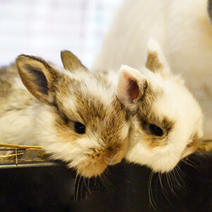 記事「ウサギの赤ちゃんが誕生(ウサギの館（公開中）」の画像