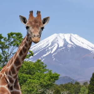 記事「春休みの入園受付時間（3月20日～4月5日）」の画像