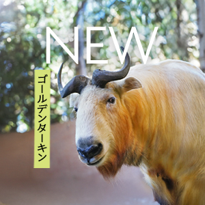 記事「希少種「ゴールデンターキン」、3月20日から公開！」の画像