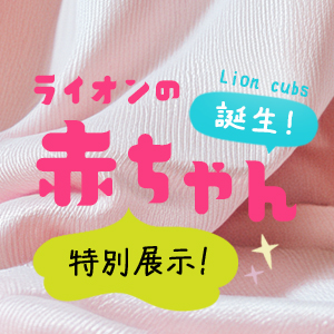 記事「ライオンの赤ちゃん・特別展示！（3月20日から）」の画像