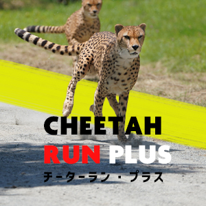 記事「チーターラン・プラス開催！（3月28日から）」の画像