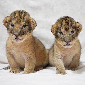 記事「2026年4月 スマホ&PC用「どうぶつ壁紙」プレゼント!」の画像