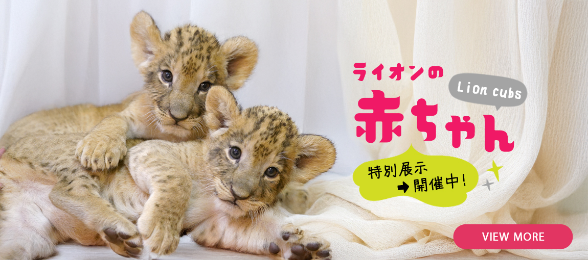 メインイメージ