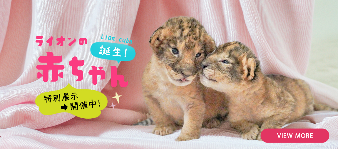 メインイメージ