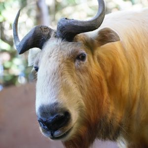 記事「ゴールデンターキン、この春公開！」の画像