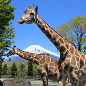 記事「ゴールデンウィークの入園受付時間について」の画像