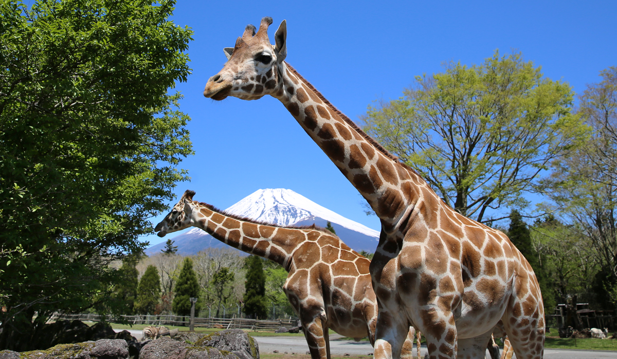 ゴールデンウィークの入園受付時間について - 富士サファリパーク 公式