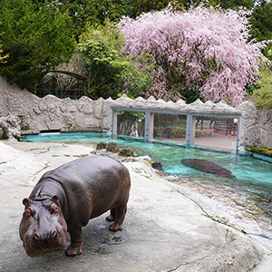 記事「園内で「枝垂れ桜」が見頃です！」の画像