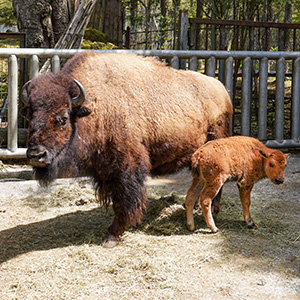 記事「アメリカバイソンの赤ちゃん誕生＆公開！」の画像