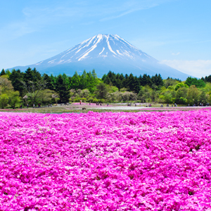 記事「「富士芝桜まつり入園」と「富士サファリパーク入園」のセット券（4月11日～5月24日）」の画像