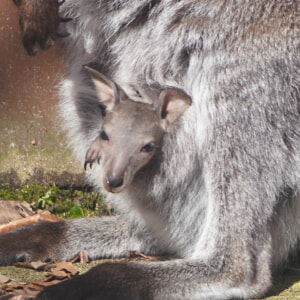 記事「ベネットワラビーの赤ちゃん誕生！（公開中）」の画像