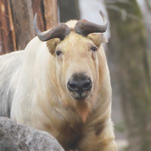 記事「ゴールデンターキン生態紹介、等身大パネル（4月29日～5月6日）」の画像