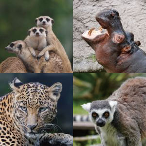 記事「限定エサあげツアー開催!(4月13日~17日)」の画像