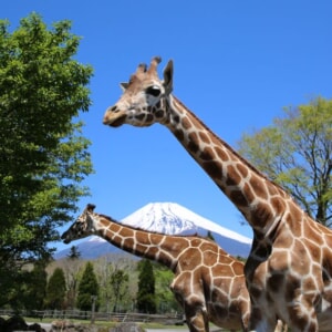 記事「ゴールデンウィークの入園受付時間について」の画像