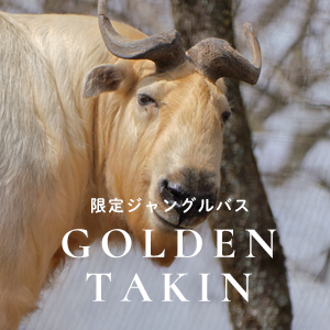 記事「【ゴールデンターキン公開記念】ジャングルバス特別ツアー！（4月18日〜24日）」の画像