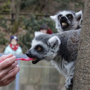 記事「ワオキツネザルの「限定エサあげ体験」開催！（4月29日から）」の画像