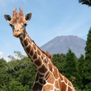記事「入園受付時間のご案内(7月・8月)!」の画像
