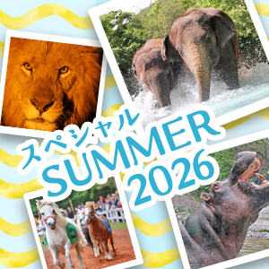 記事「夏期特別イベント「スペシャルSUMMER 2026！」（7月25日～9月27日）」の画像